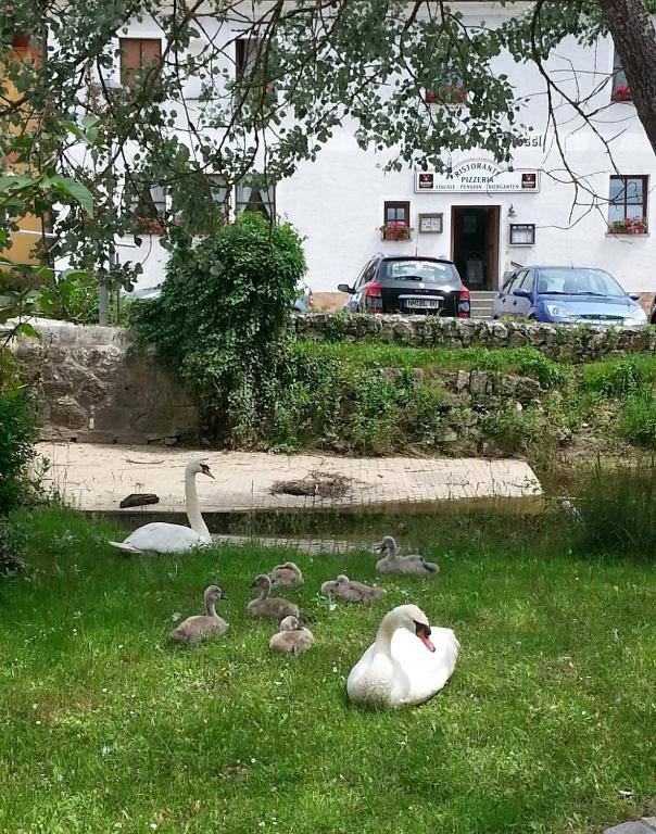 Hotel Zum Weissen Roessl Kallmünz Esterno foto